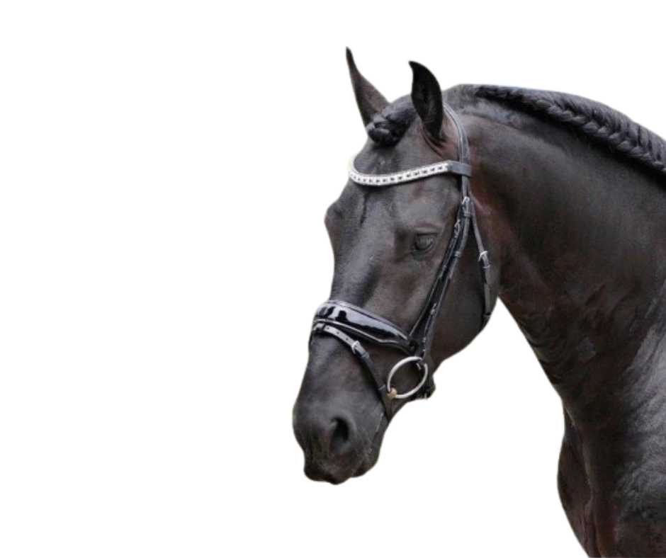 Showtime Camilla bridle