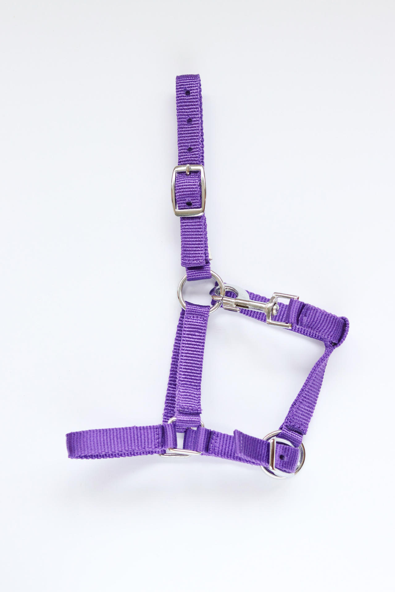 Astrid foal headcollar