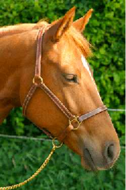 Luxury leather headcollar, halter