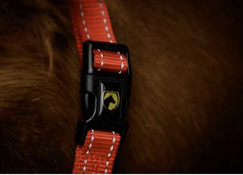 Monzo Headcollar, halter