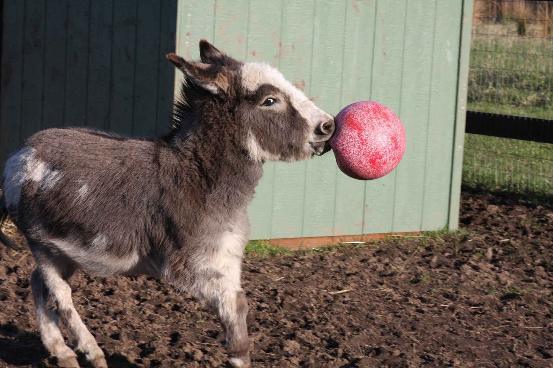 Play ball for horses