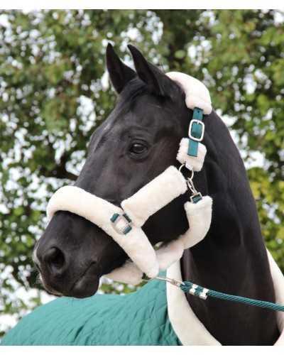 Desiro Showtime Headcollar, halter