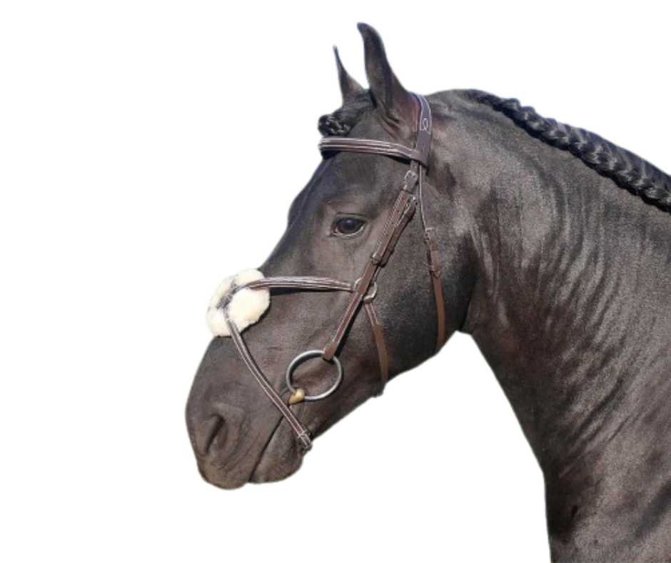 Showtime Roma bridle
