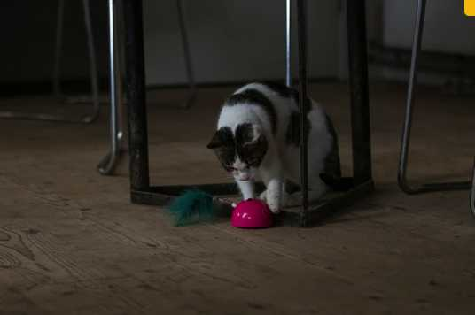 Bright blue mouse Smart cat toy