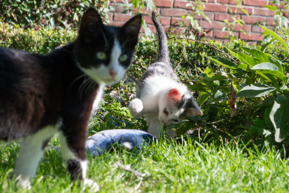 Goldfish stuffed with catnip cat toy