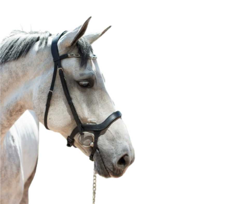 Showtime Freedom bridle