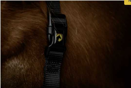 Monza Headcollar, halter