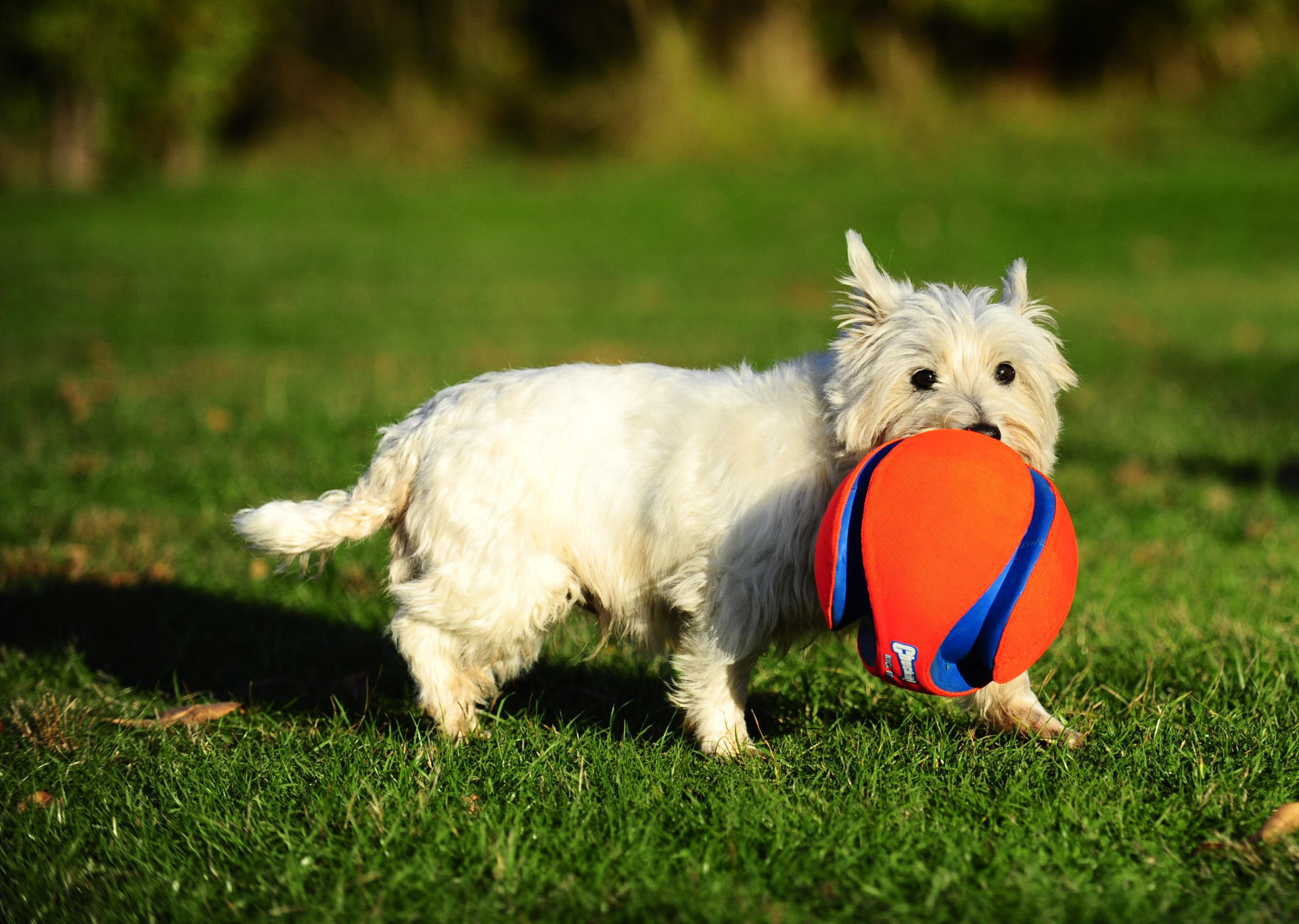 Kick Fetch 19 cm dog ball