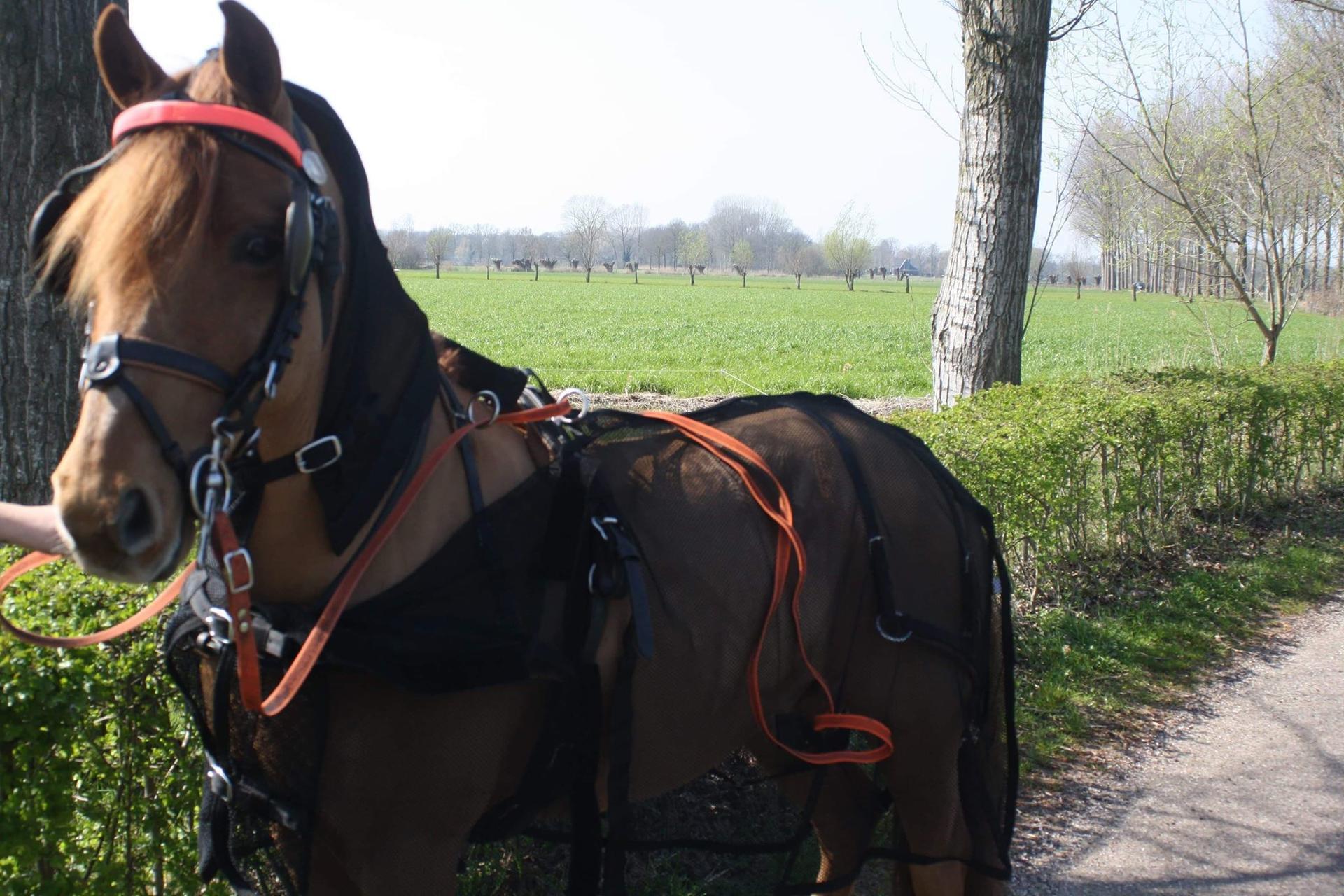 Rocky fly rug with neck
