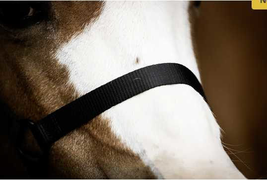 Monza Headcollar, halter