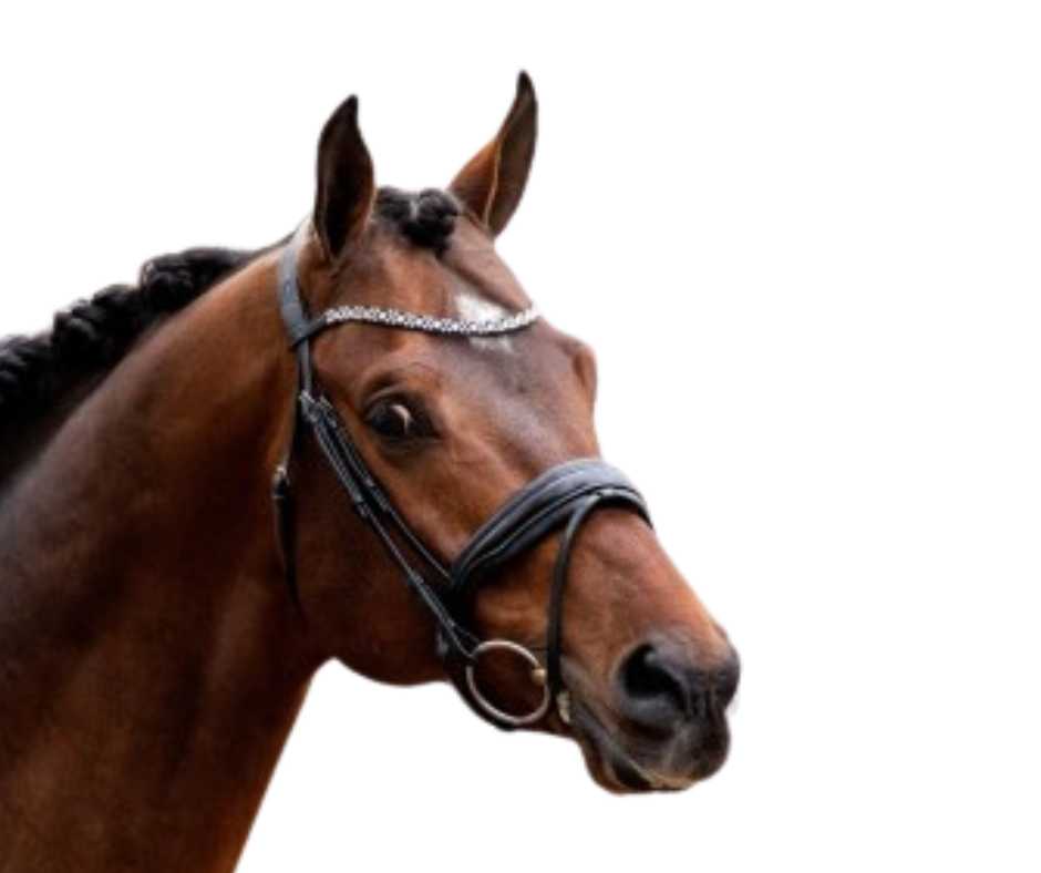 Showtime Big Love bridle