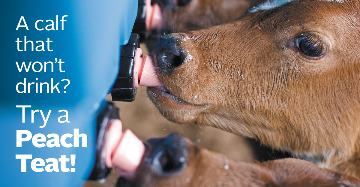 Calf feeding bucket teat 100 mm for cattle rearing