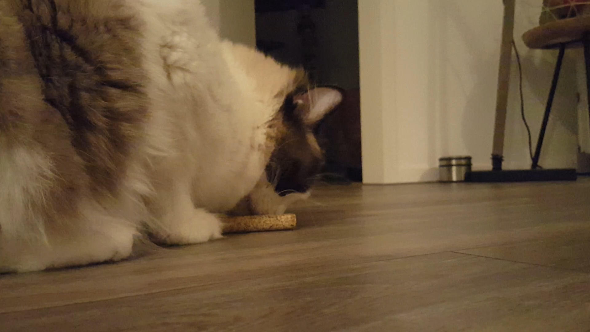 Sticks with 2 cat roots cat toy