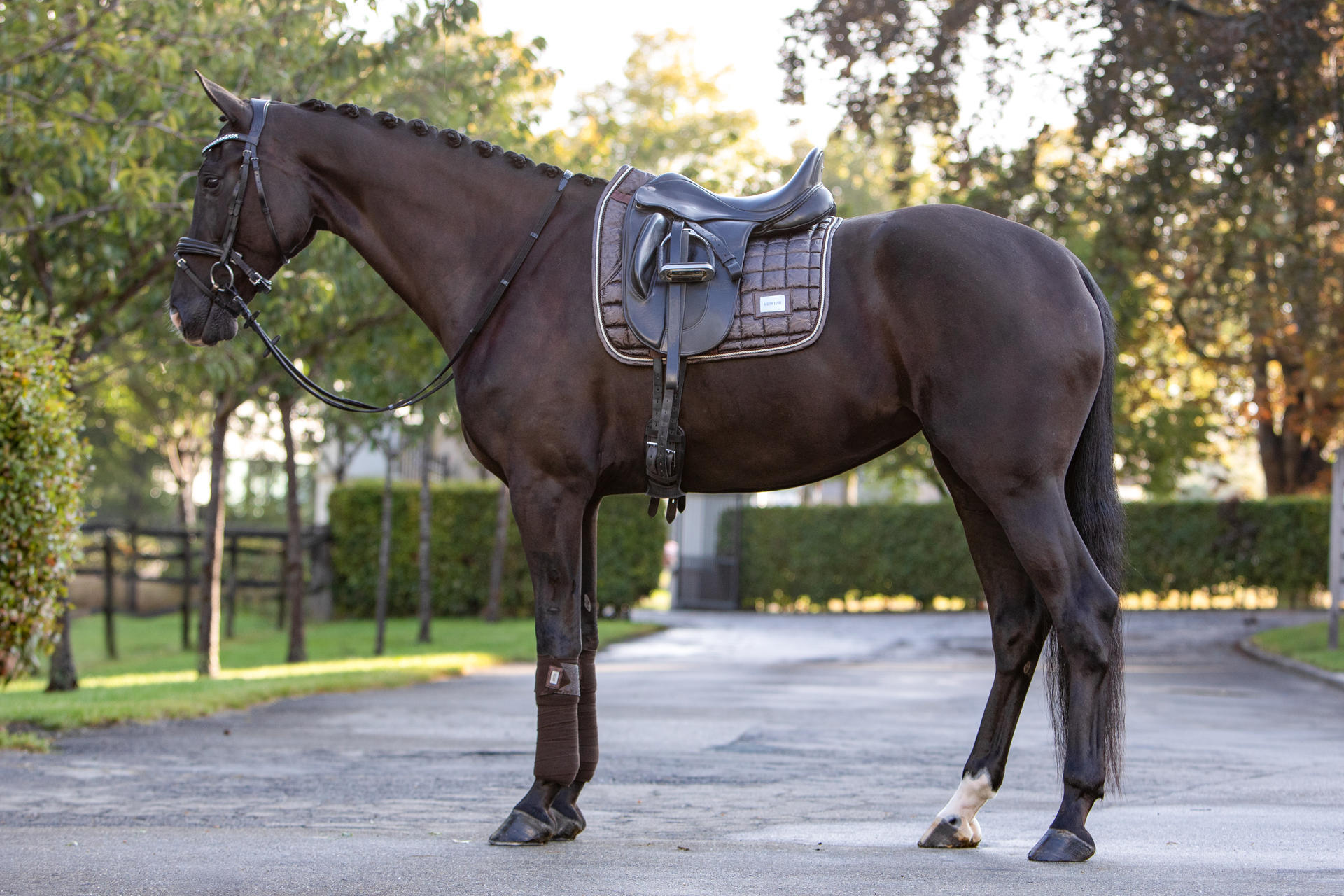 Lake View Showtime  Dressage saddle pads