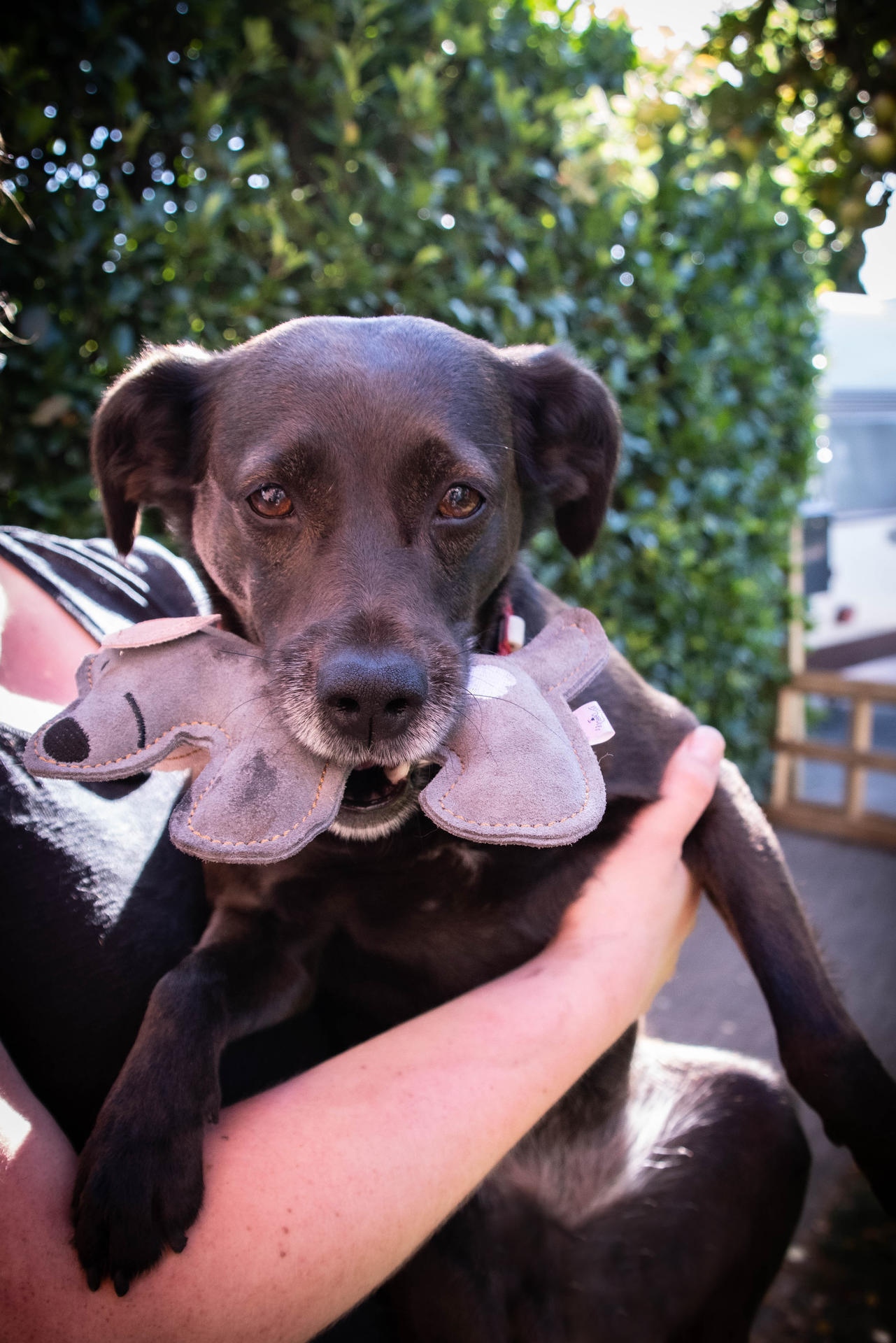 Doggy Doodles light grey donkey dog toy plush