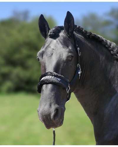 Lauro Headcollar, halter