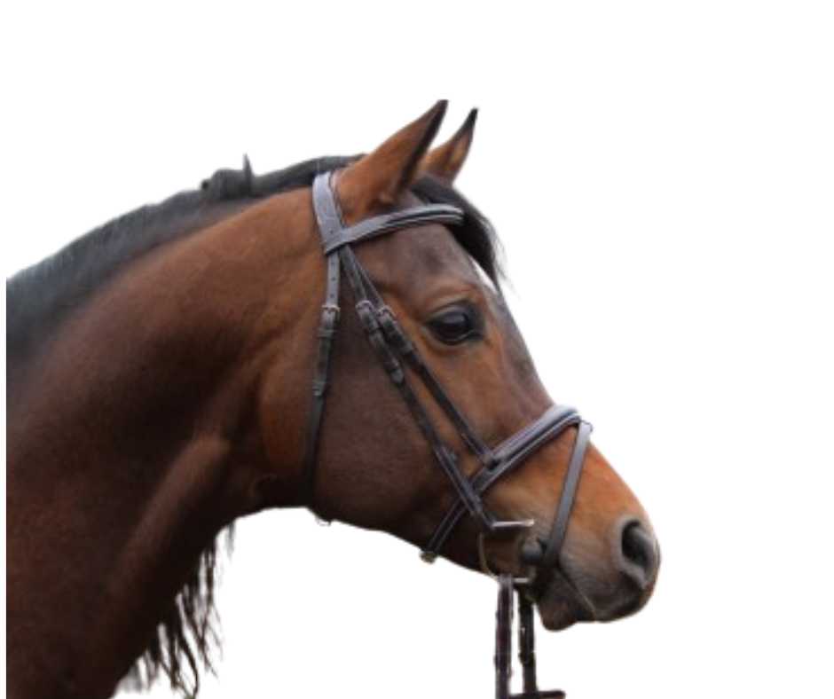 Showtime design bridle