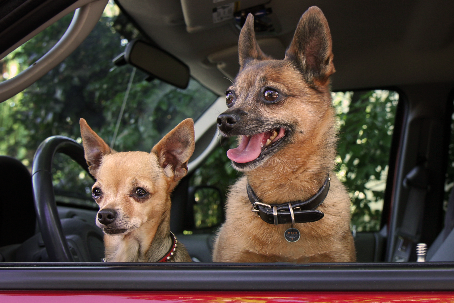 Perceived! Pro Dog and Cat Small, cat dog, safety