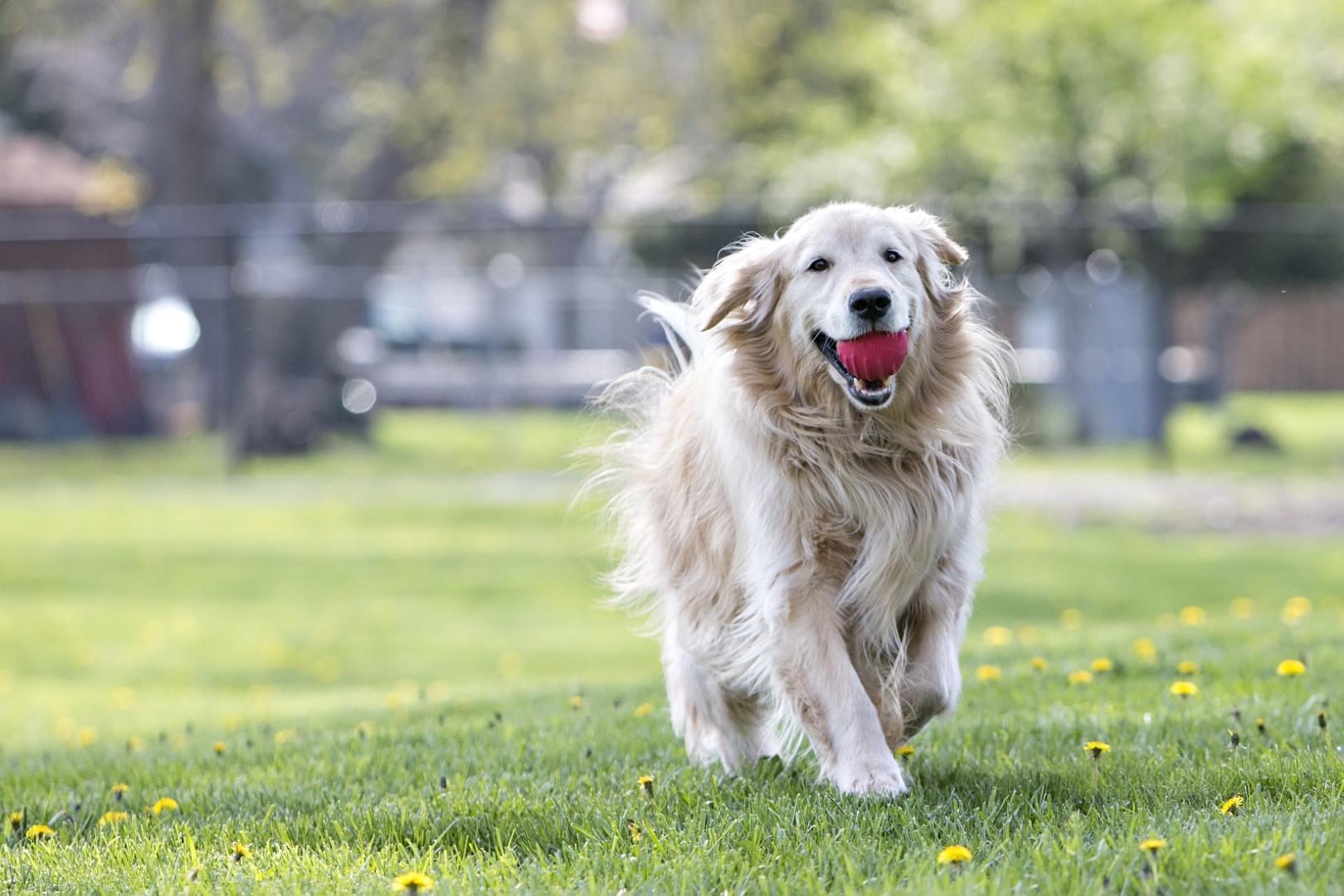 Tuff Tosser 7,5 cm dog toy chew toy