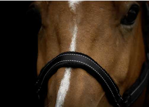 Monzo Headcollar, halter