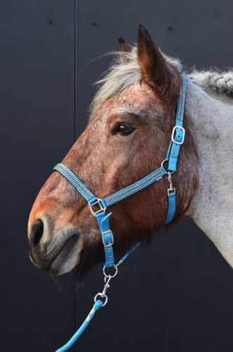 Volla Headcollar, halter XXFull
