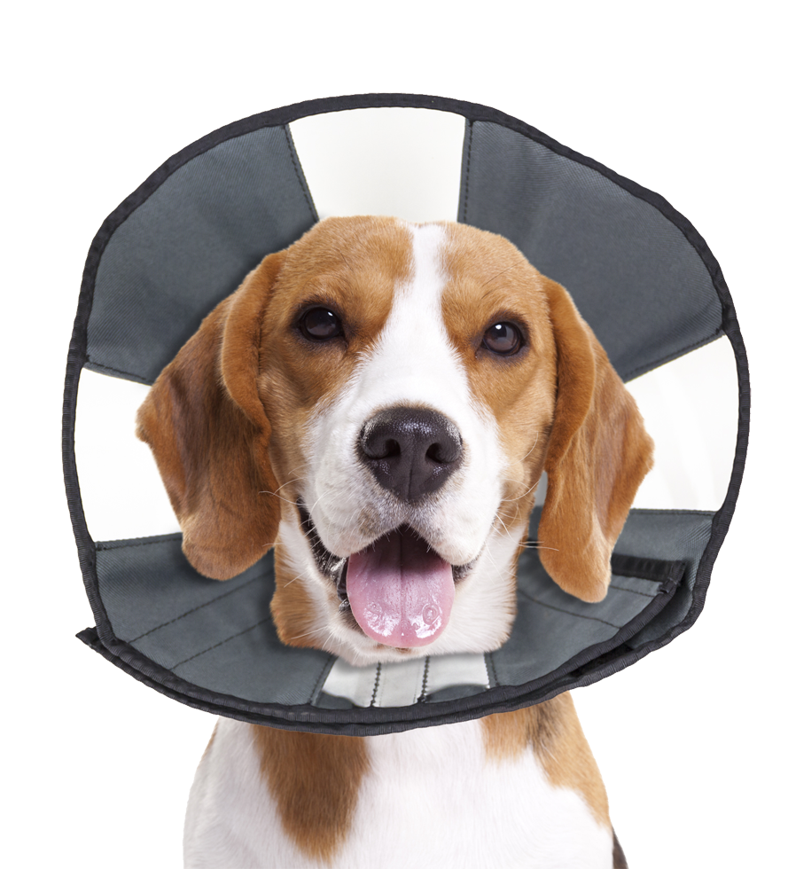 Dog protective collar with velcro M