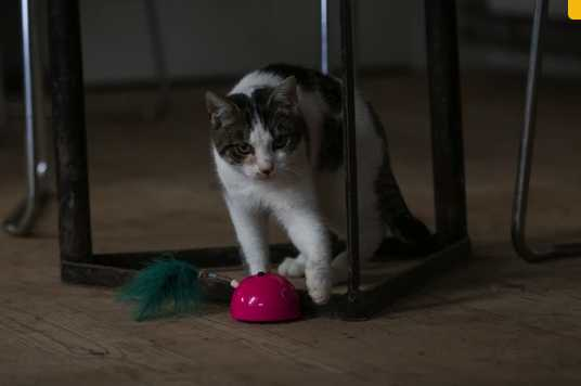 Bright blue mouse Smart cat toy