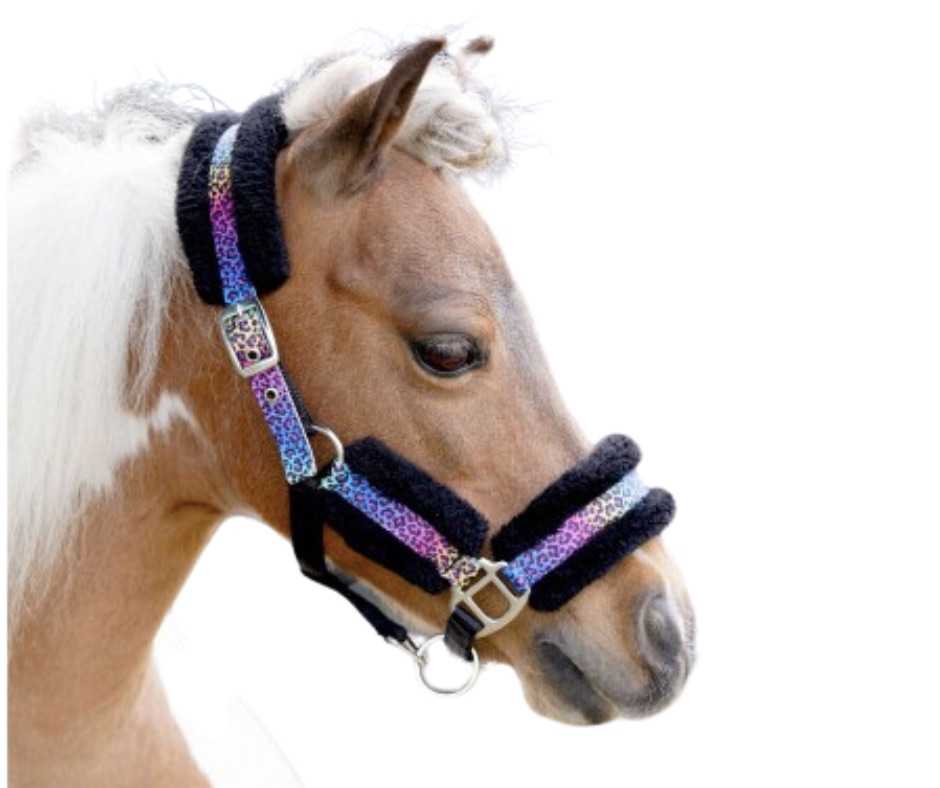 Shetland rainbow  halter