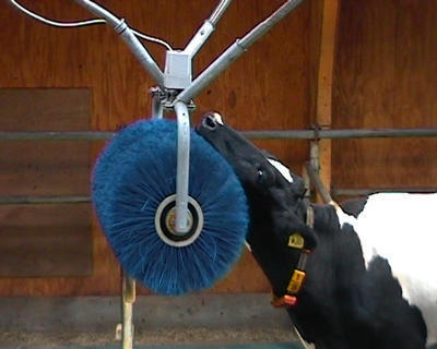 Cattle cleaning brush,