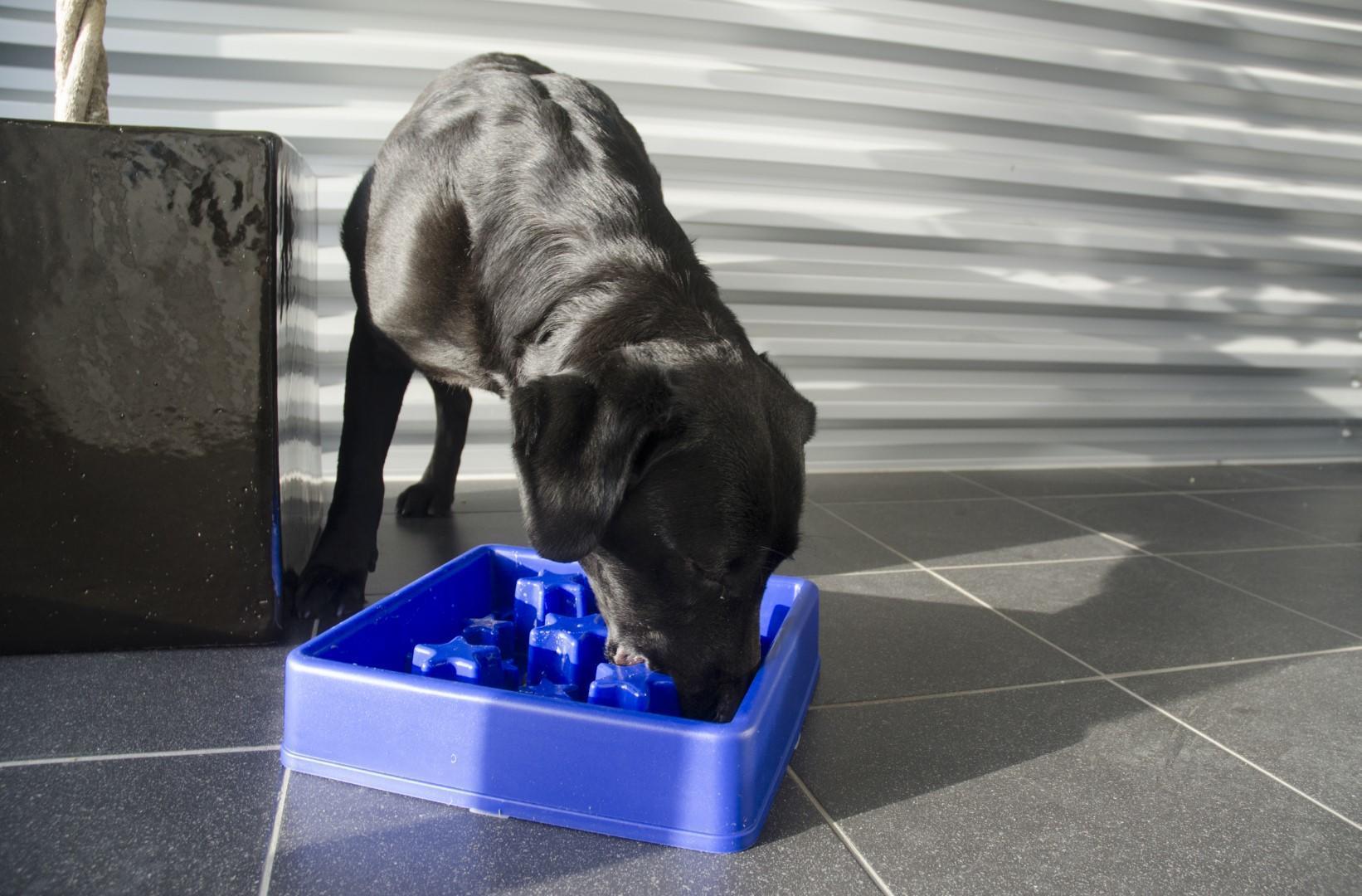 Star shaped feeding bowl for dogs