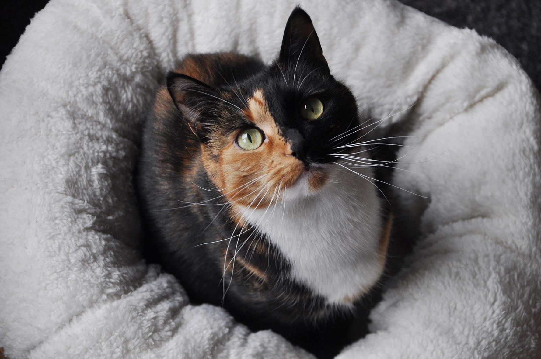 Lamb wool donut bed TAN, cat bed