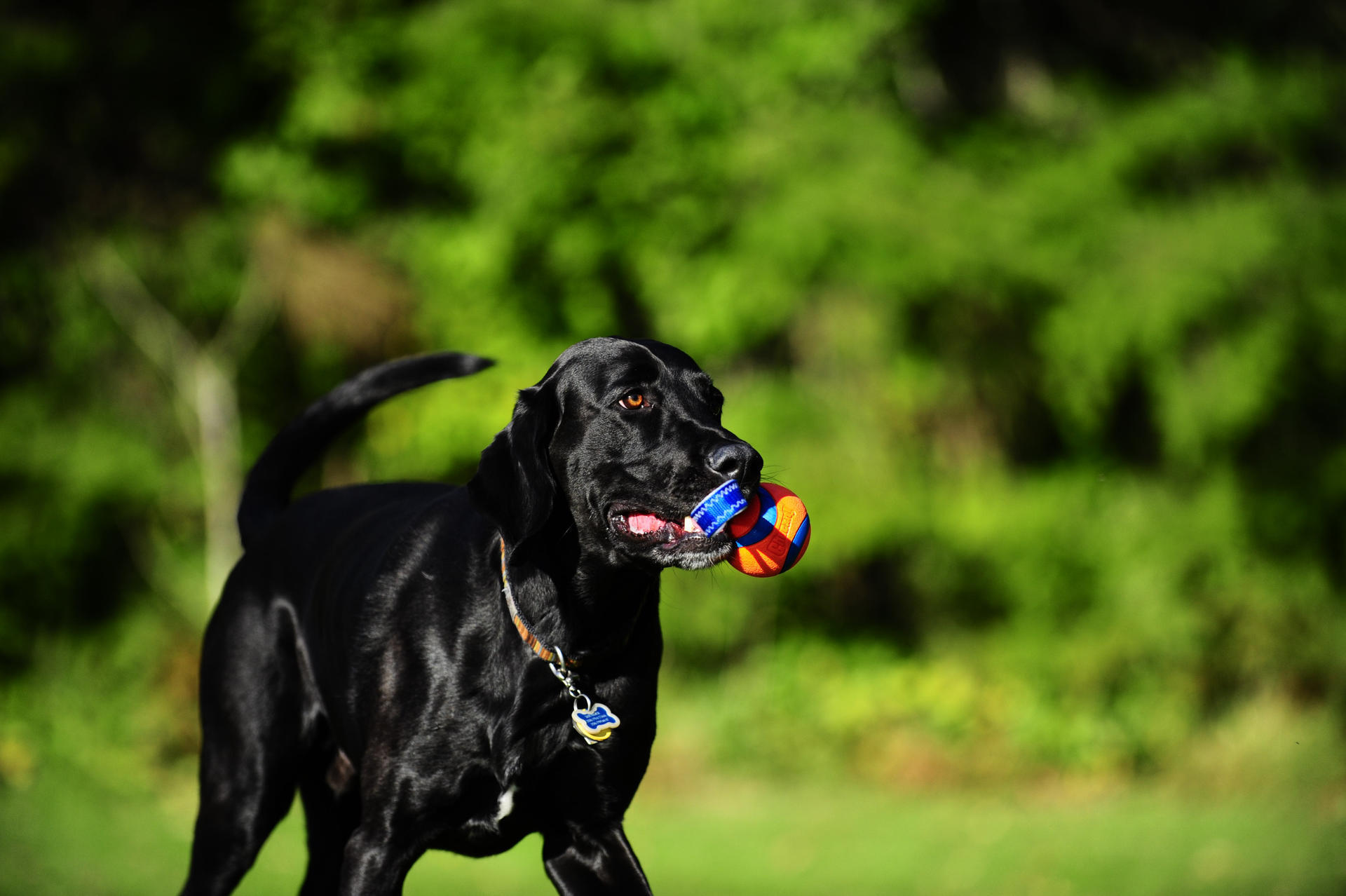 Premium dog ball with handle
