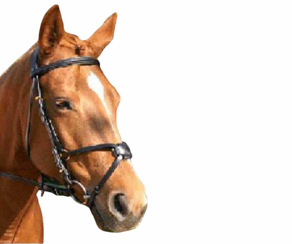 Mexican bridle