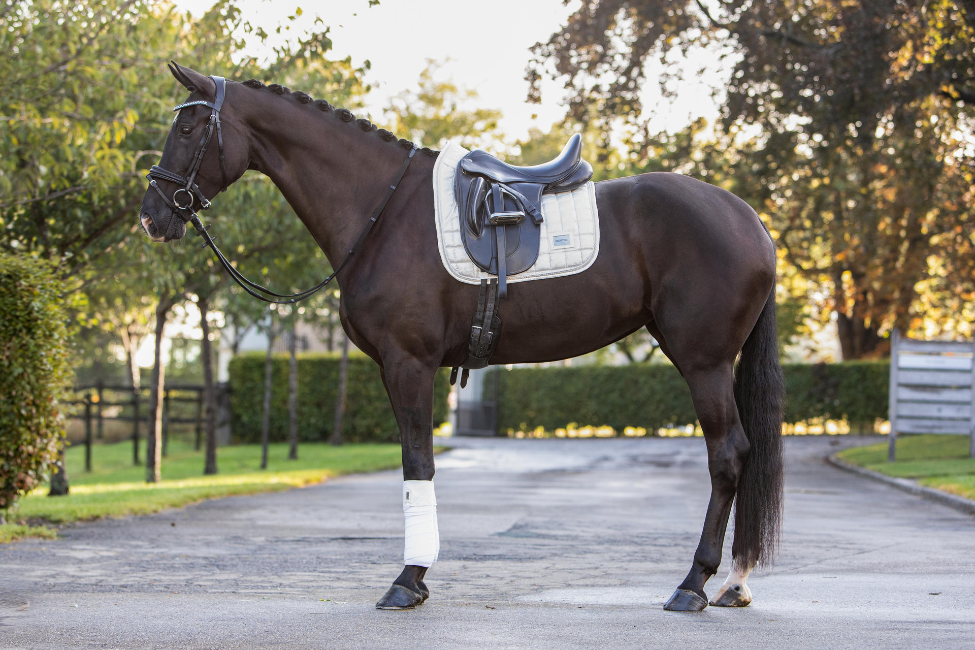 Lake View Showtime  Dressage saddle pads