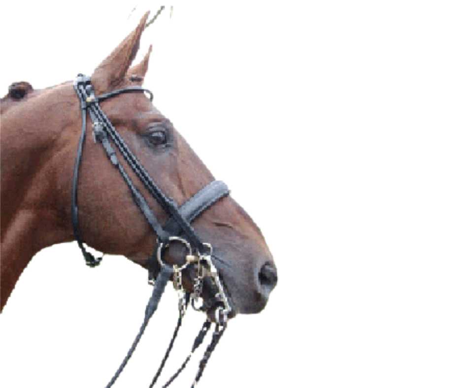 Monacos bridle