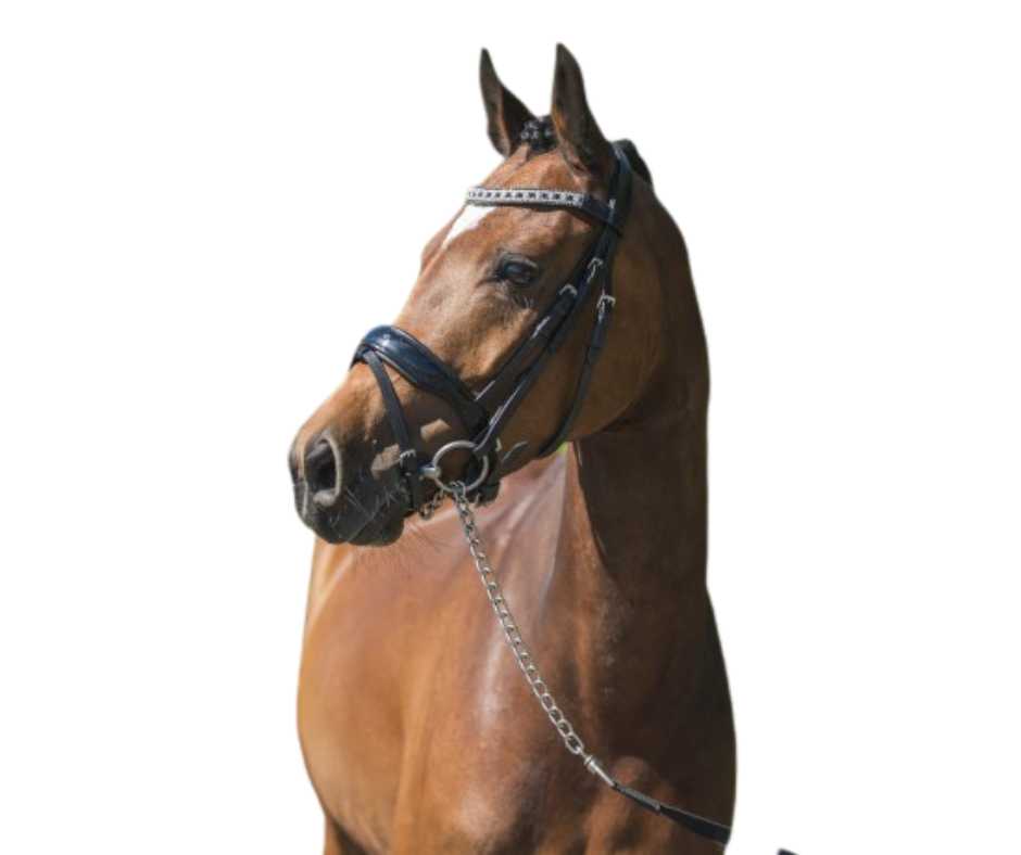 Showtime Camilla mini bridle