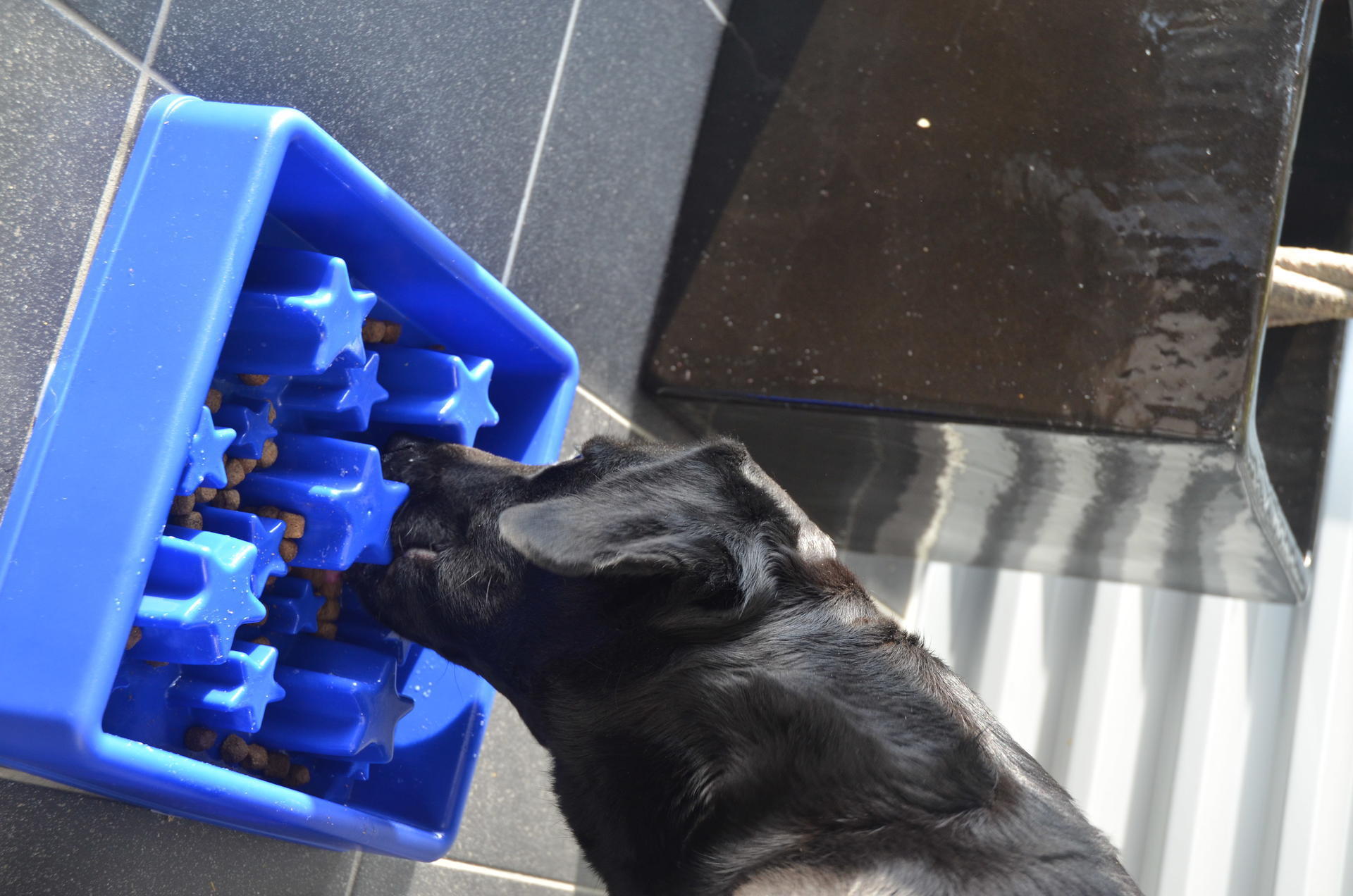 Star shaped feeding bowl for dogs