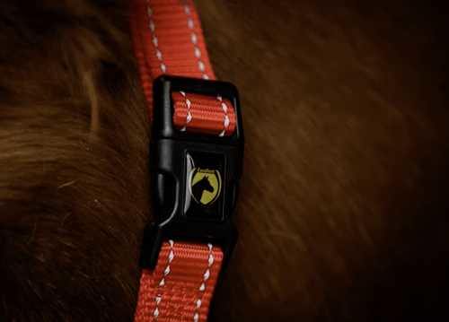 Monzo Headcollar, halter