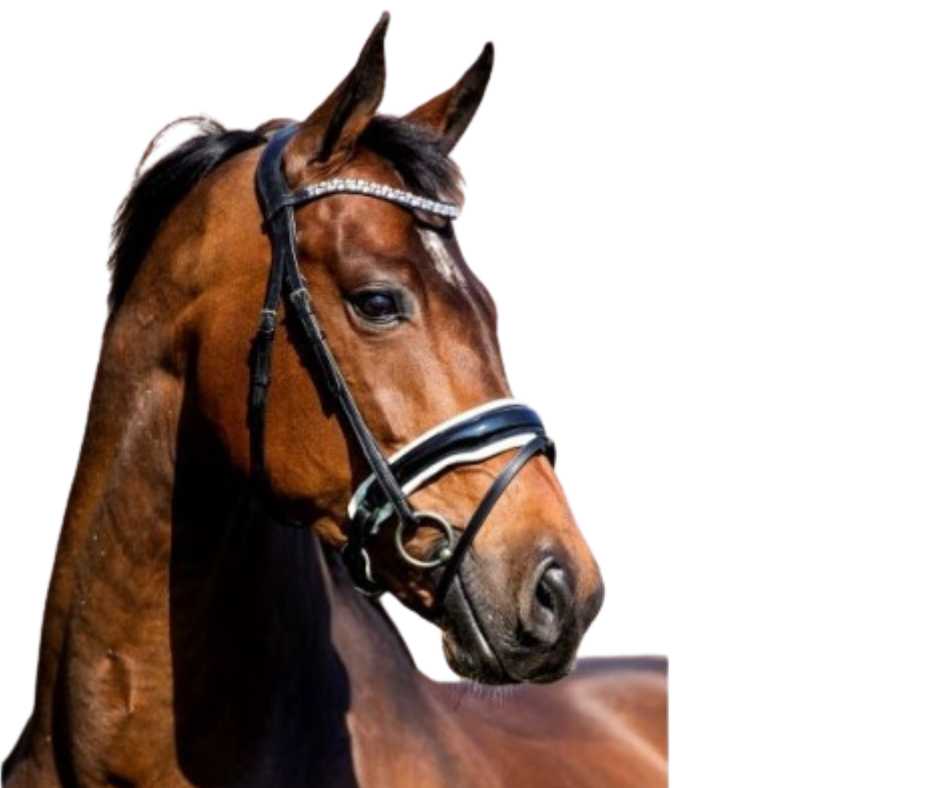 Show time bridle decorated