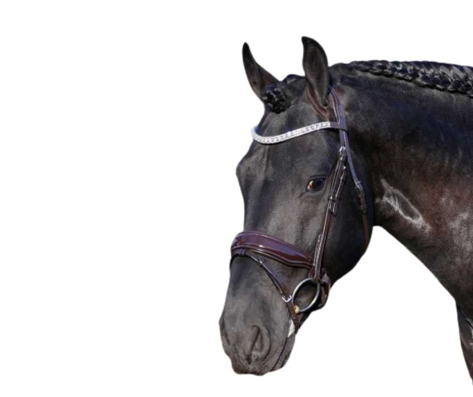 Showtime Chicago bridle