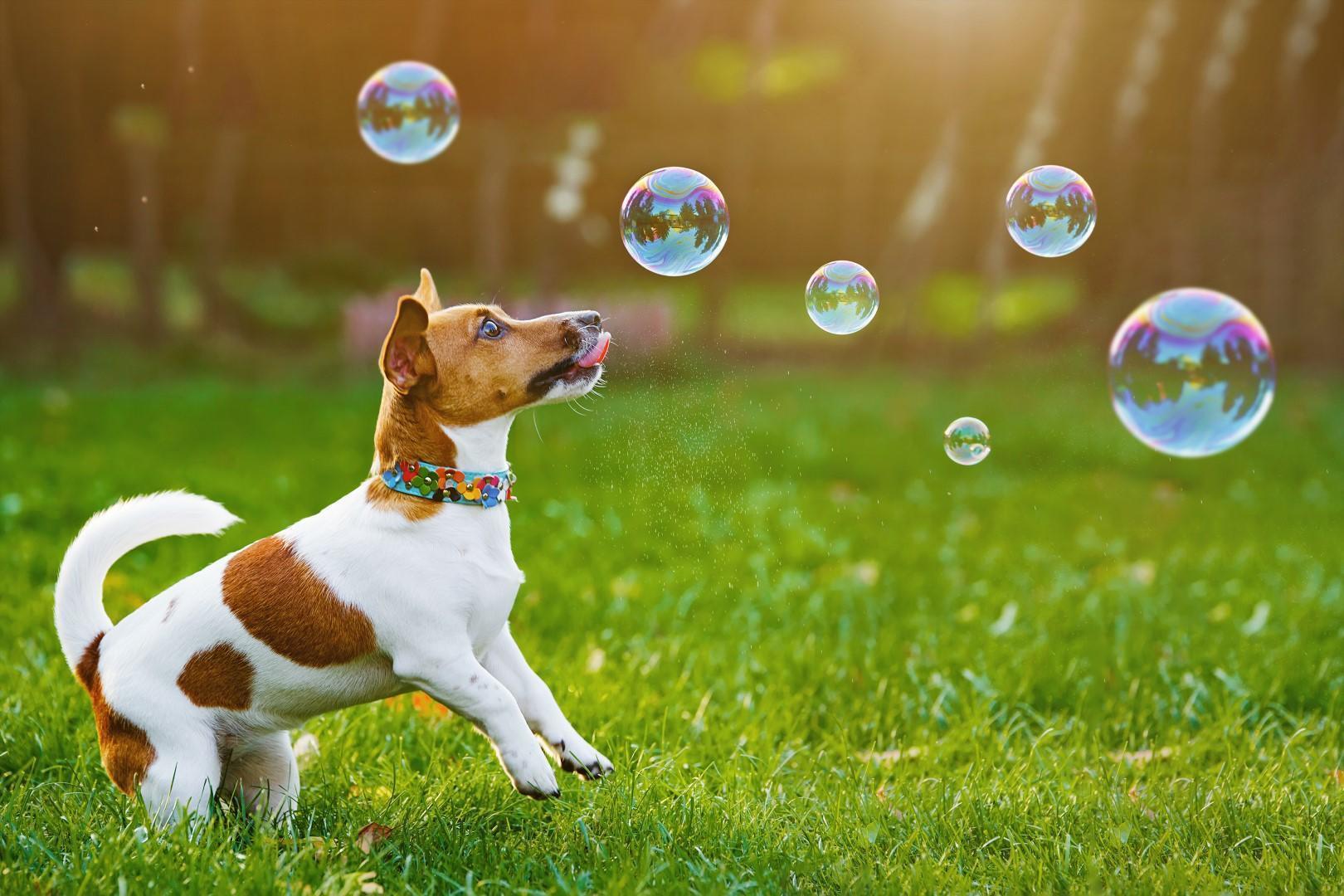 Bubble blowing dog toy