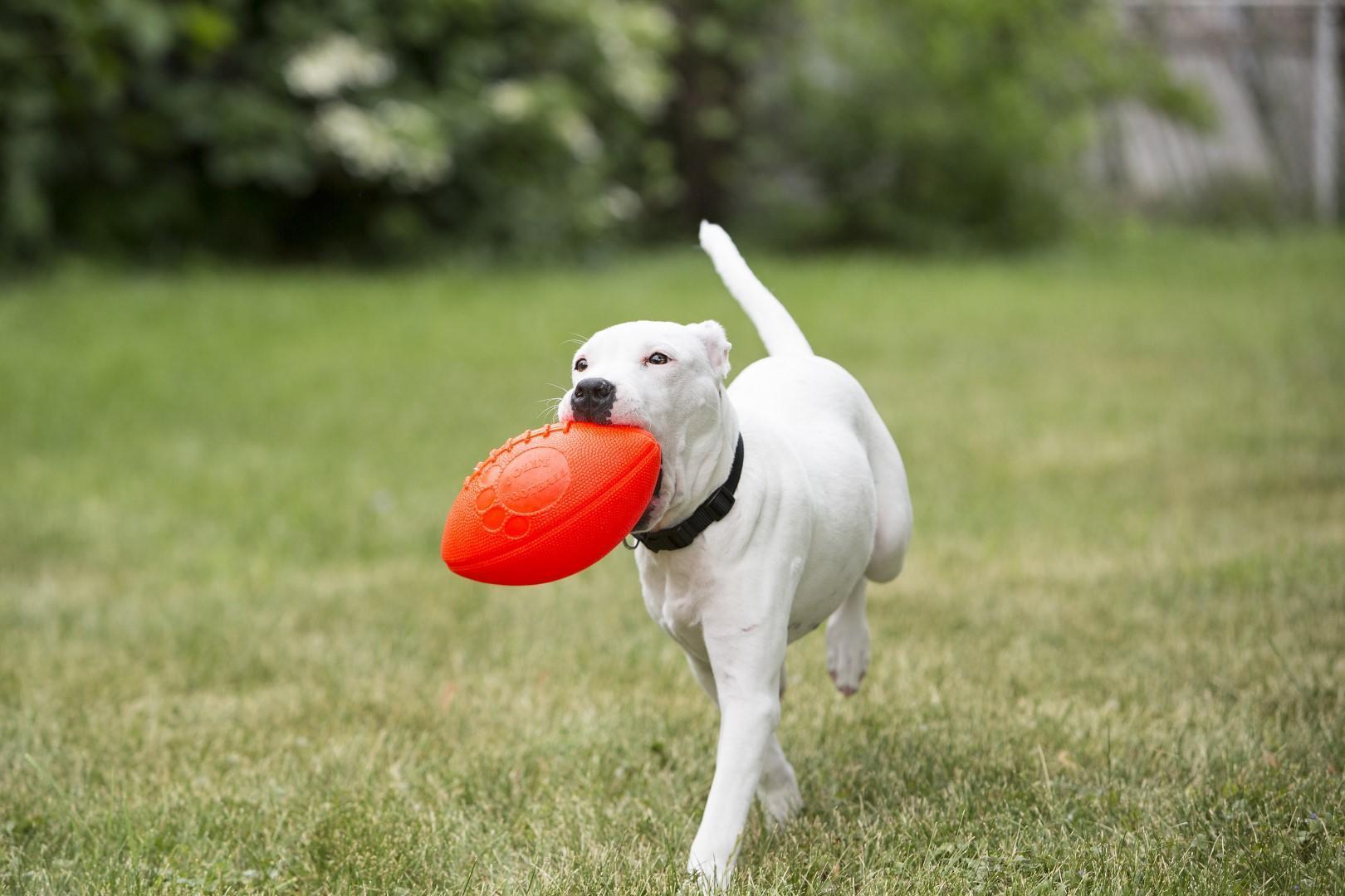 Orange rugby for dogs