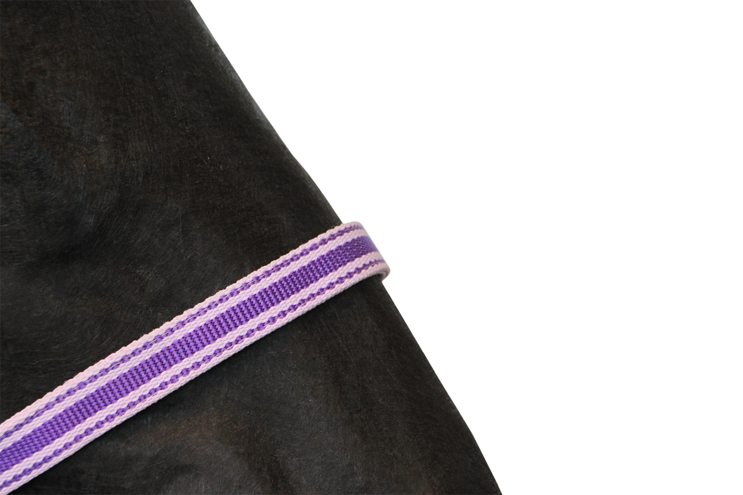 Gallant headcollar, halter