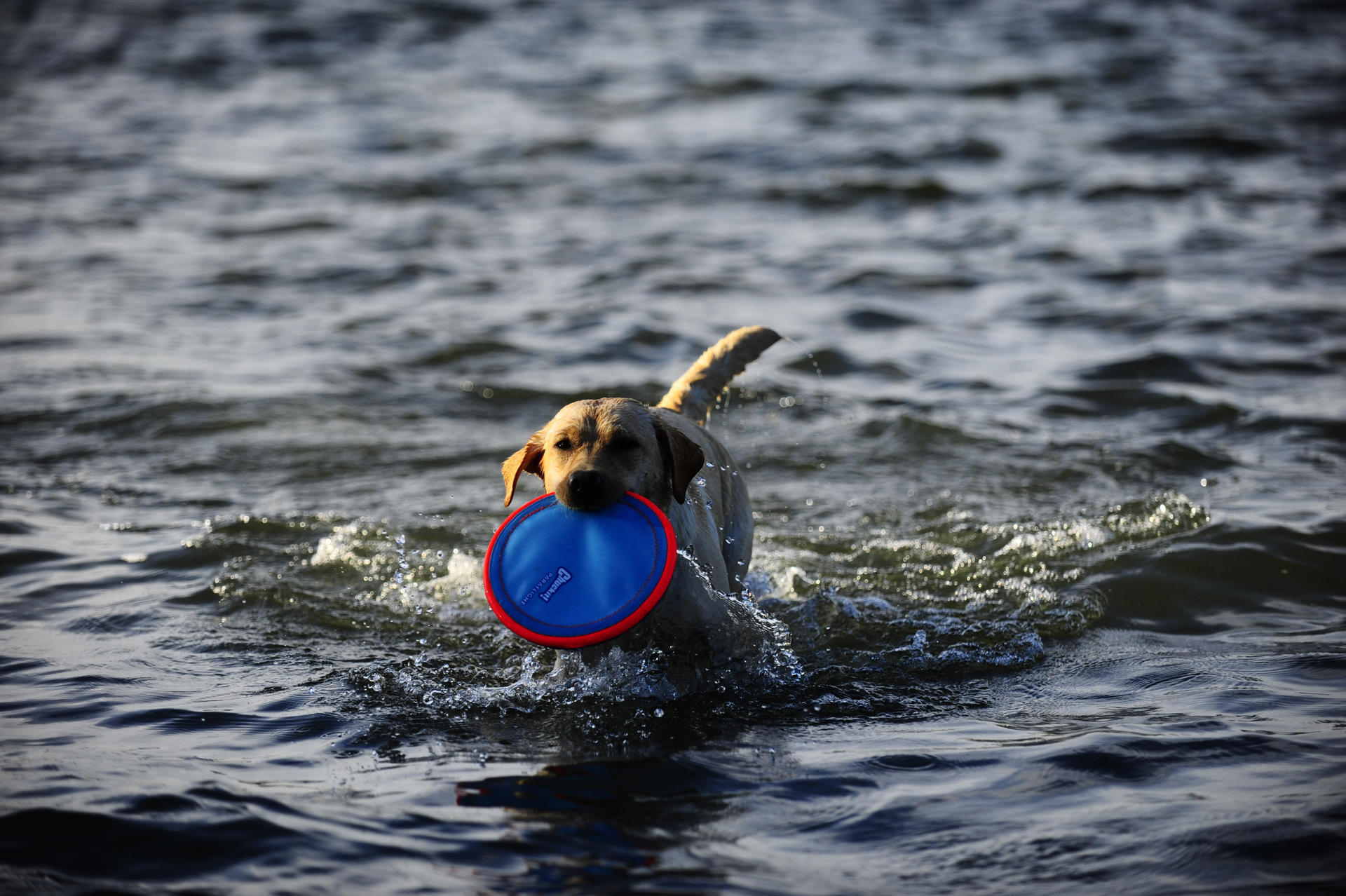 Frisbee small dog game