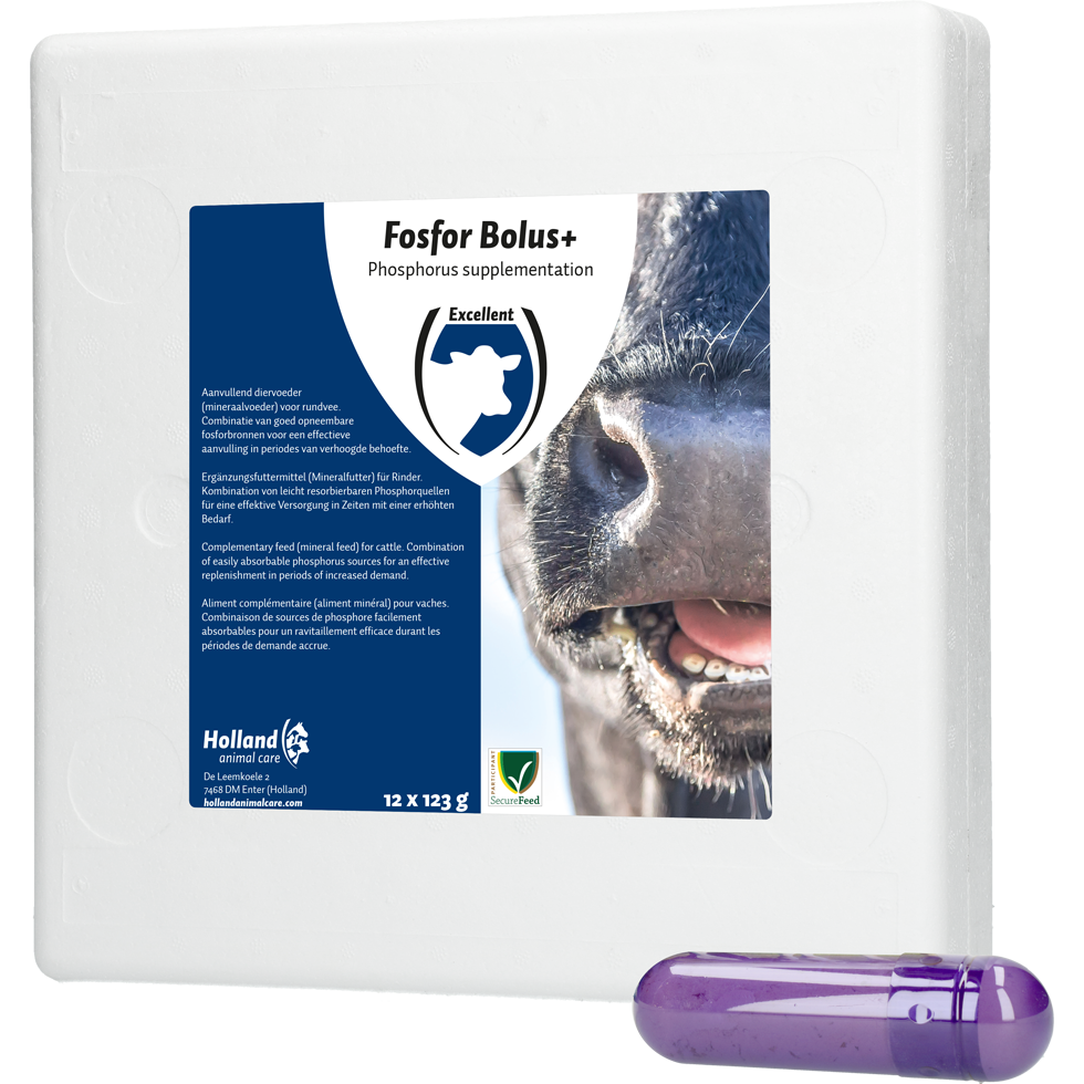 Phosphorus Bolus , cattle birth, calving