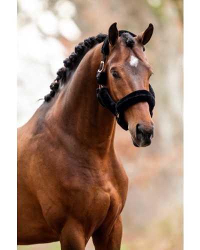 Pianillo Showtime Headcollar,  halter