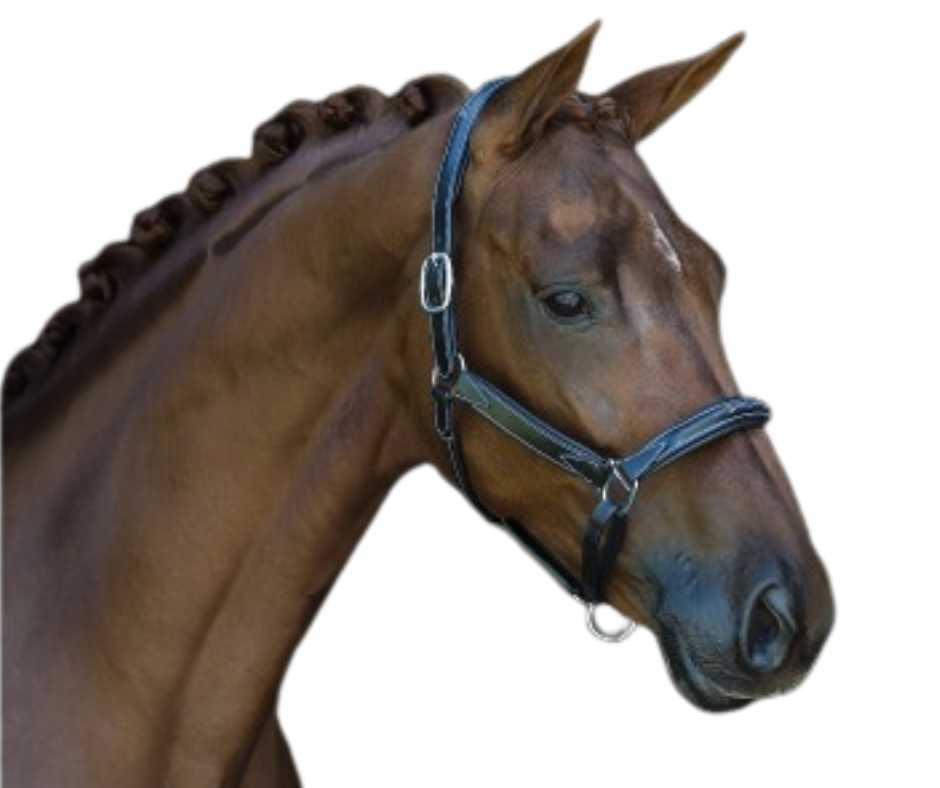 Melfi Showtime Headcollar, halter