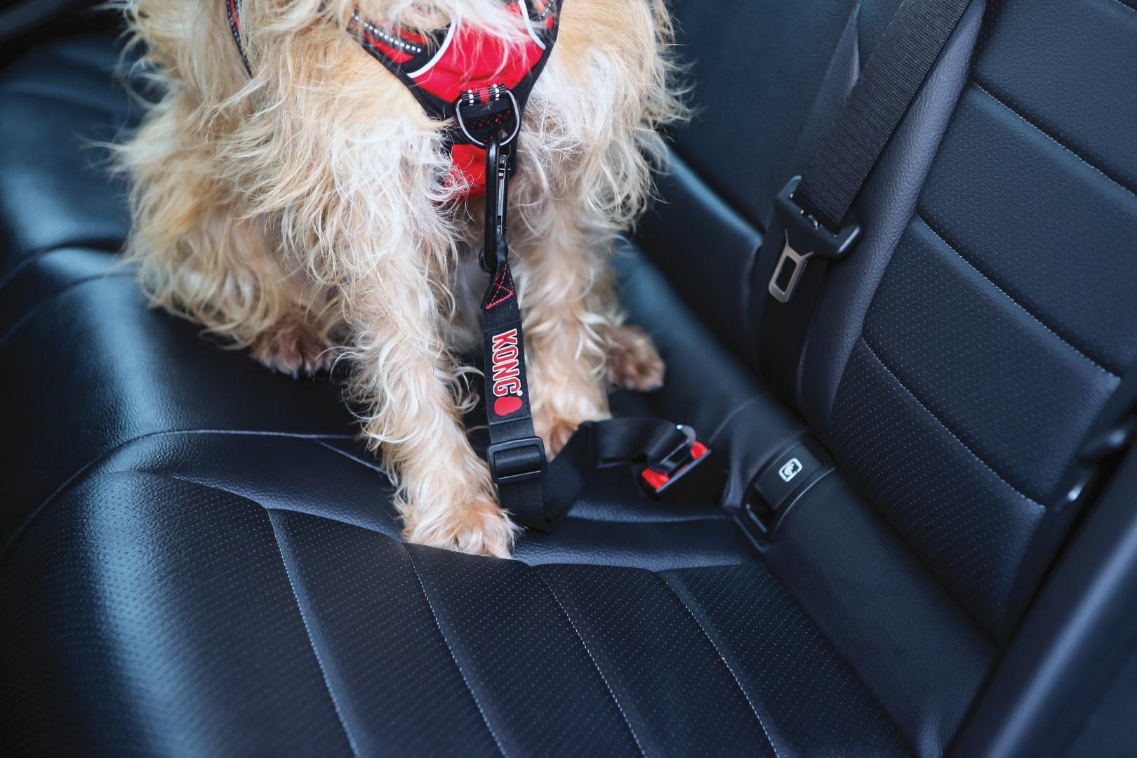 Seat belt for dogs