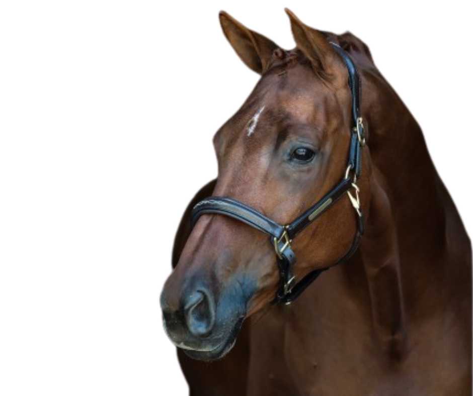 Vieste Showtime Headcollar, halter