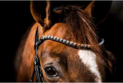 Showtime Special Guy bridle